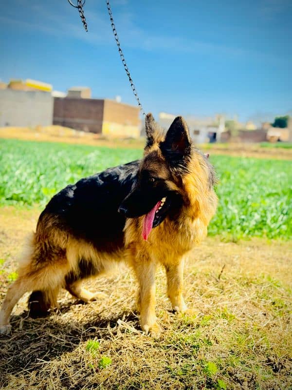 German Shepherd female long coat 3