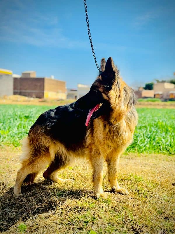 German Shepherd female long coat 5