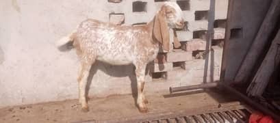 makhi cheeni bakra