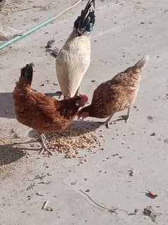 Eggs Laying 2 Piece Golden Mishri and 1 Piece Murgha