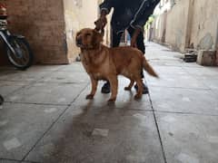 Golden Retriever Pedigree female /  Shitzu pair for sale