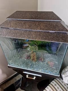 2 by 2.5 ft Fish Aquarium with stand and hood