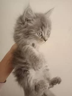 Triple coat gray perian cat