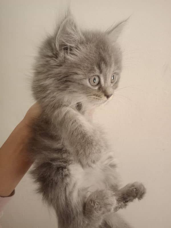 Triple coat gray perian cat 0