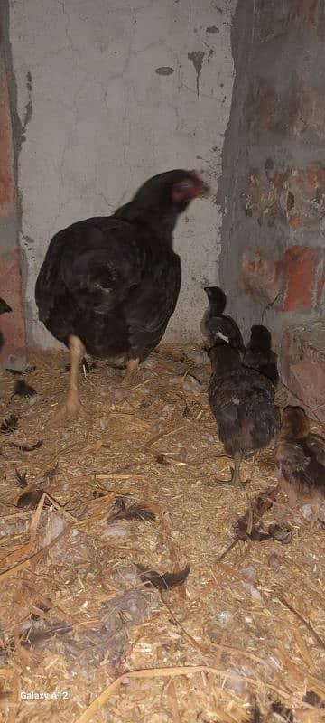 aseel chiks for sale 3