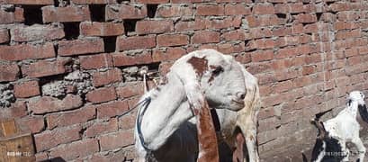 pure Desi Bakri with male bacha age 2 sal h bakri ki or bacha 1 month