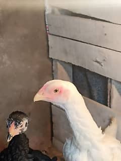 pure white o shamu and 25 days chicks available