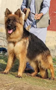 German Shepherd  long coat female / German Shepherd Female For Sale