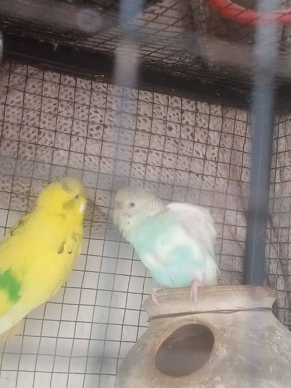 austrailian budgies 0