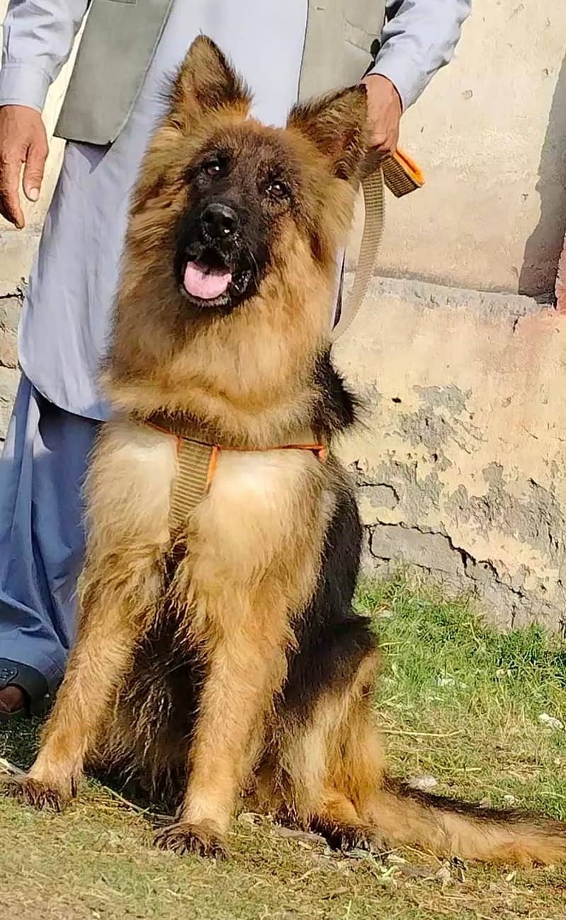 German Shepherd long coat female / German Shepherd Female For Sale 1