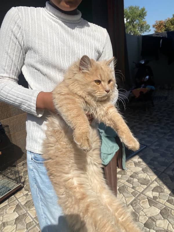 Persian Cat 0