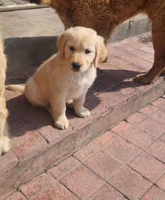 gold retriever female puppy