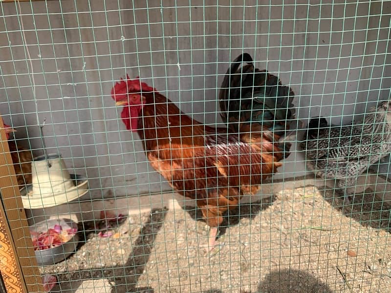 Desi Murga and Misri Murgi, Regular egg laying 3