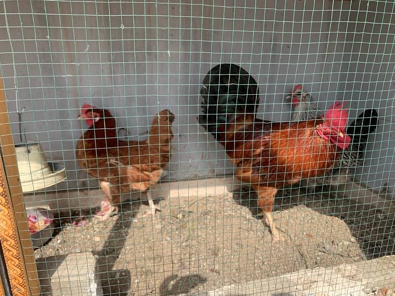 Desi Murga and Misri Murgi, Regular egg laying 5