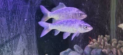 Silver koi pair for sale 6 inch plus healthy active