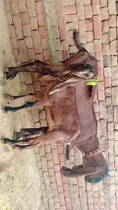 nagri beetal bakri (phat) for sale age 4 months