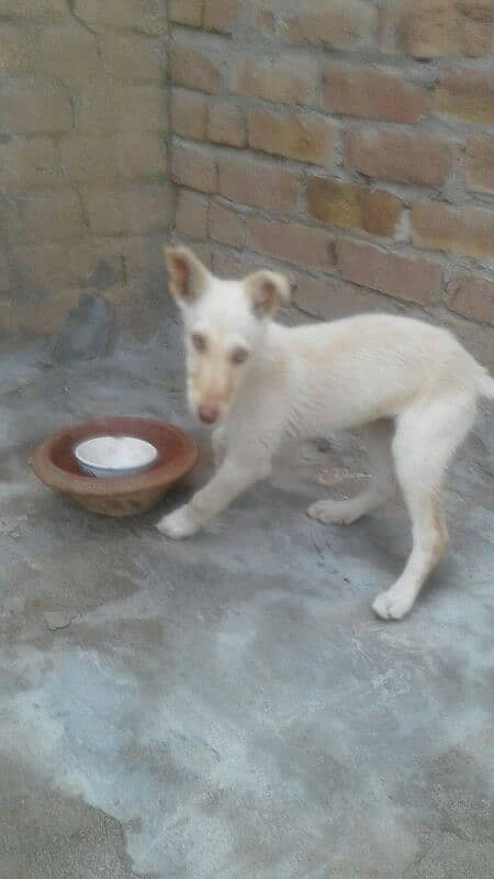 gultair female 03168549364 9