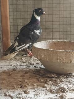 pataiz male for sale