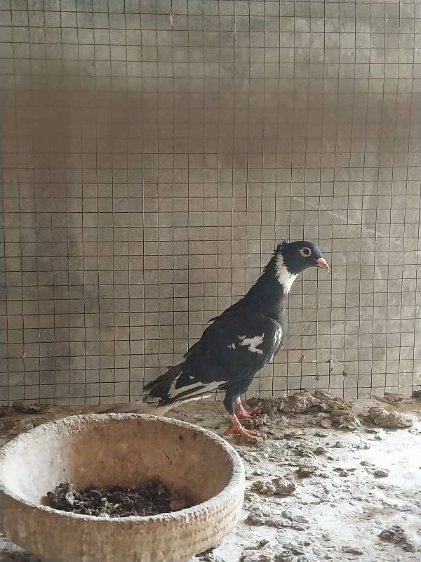 pataiz male for sale 1