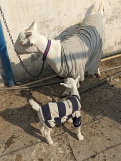 bakri