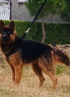 German Shepherd male triple code for sale