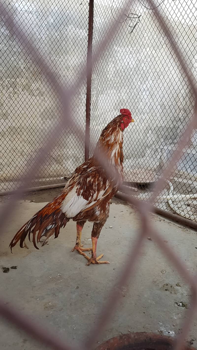 2 aseel male, 1 year age urgent sale 2