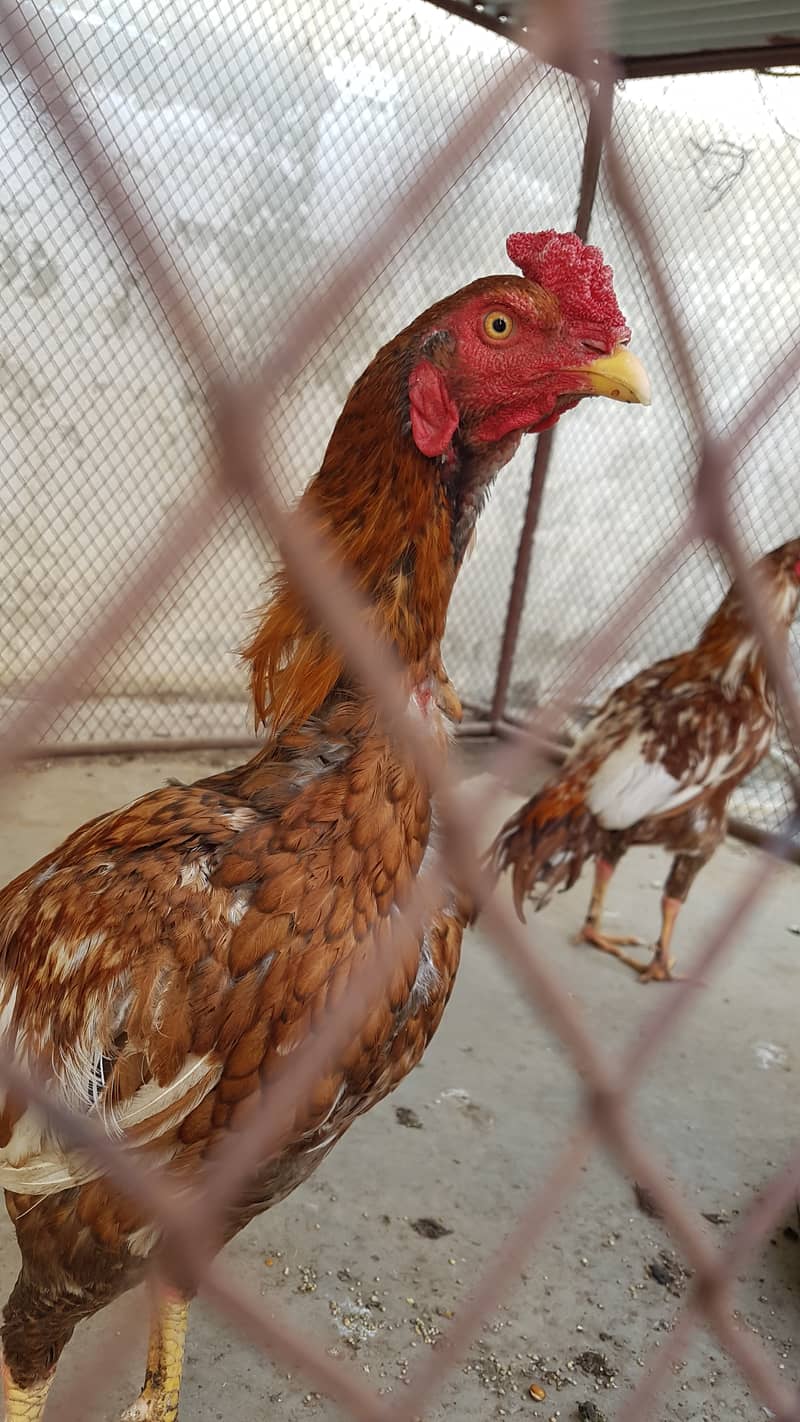 2 aseel male, 1 year age urgent sale 6