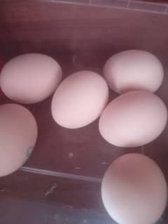 Heritage Black Australorp fresh eggs available