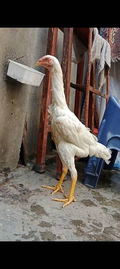 White Shamo Female