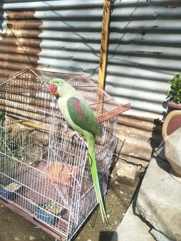 raw parrot 0