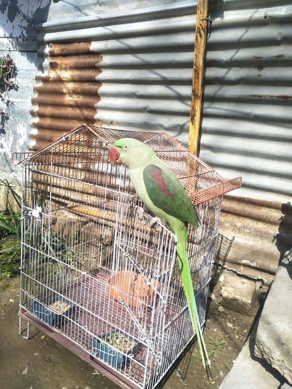 raw parrot 1