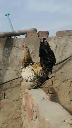 Desi murga hens fashion  silkies murga