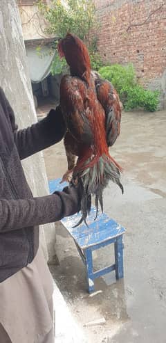 Two Aseel Cocks For Urgent Sale