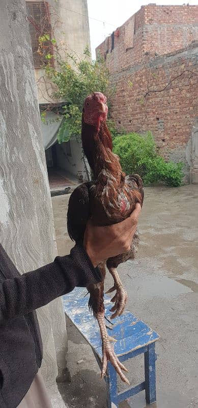 Two Aseel Cocks For Urgent Sale 5