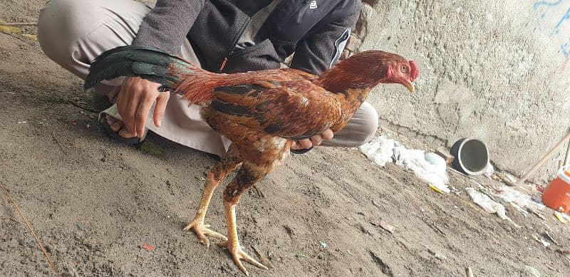 Two Aseel Cocks For Urgent Sale 8