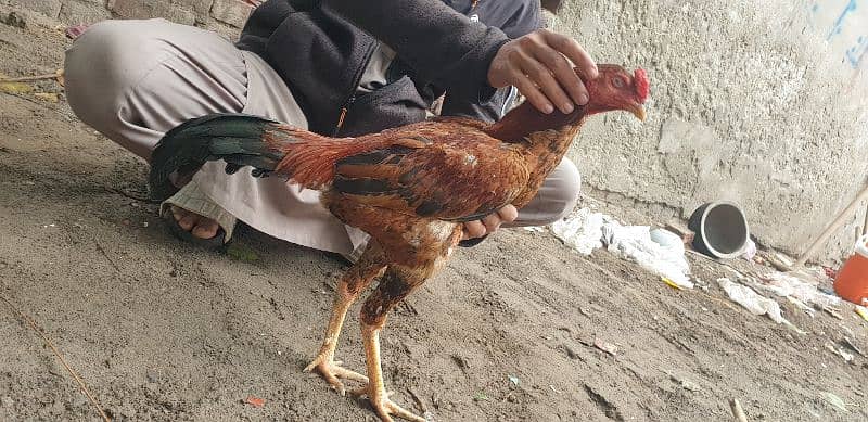 Two Aseel Cocks For Urgent Sale 9