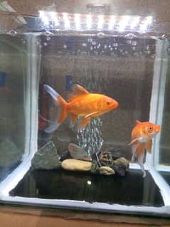 one Aquarium one Air Pump and one pair Golden fish only RS 2500