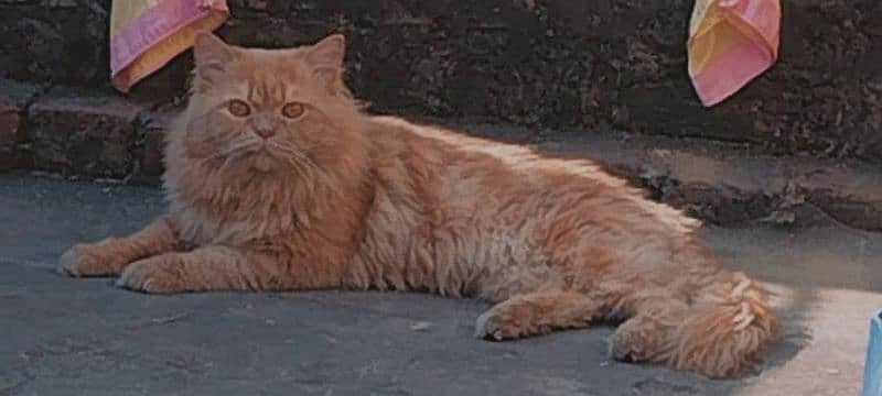 Persian cat 0