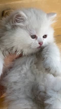 Persian punch face kitten