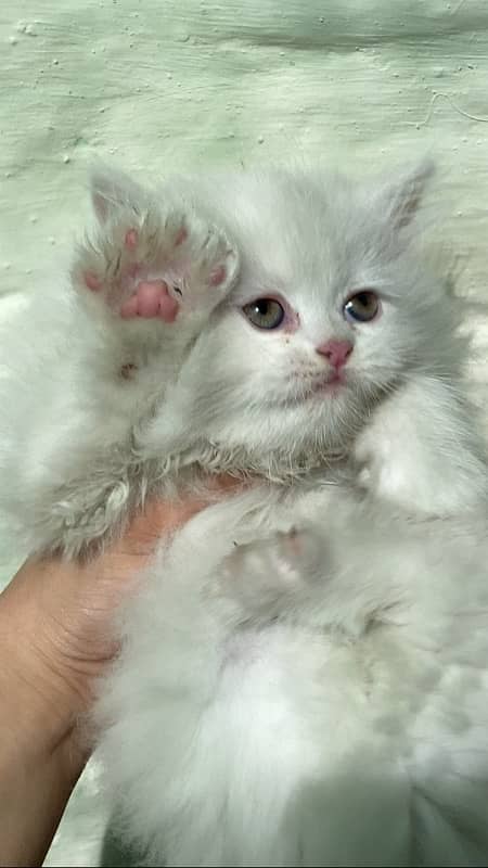 Persian punch face kitten 1