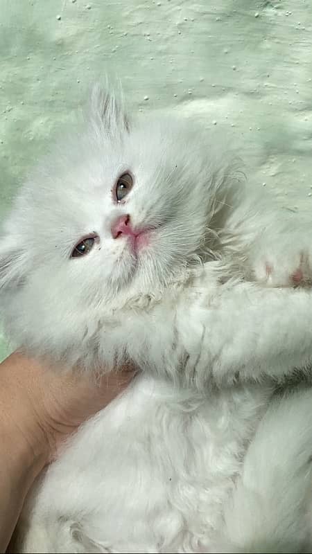 Persian punch face kitten 3