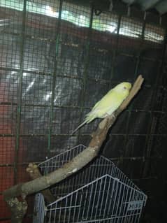 Love bird for sale in lahore , budgies for sale in lahore