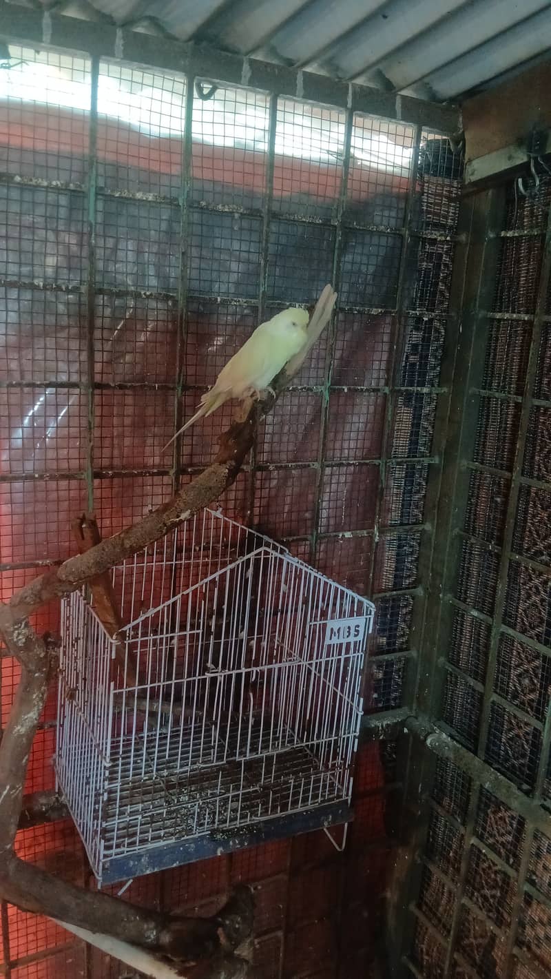 Love bird for sale in lahore , budgies for sale in lahore 5