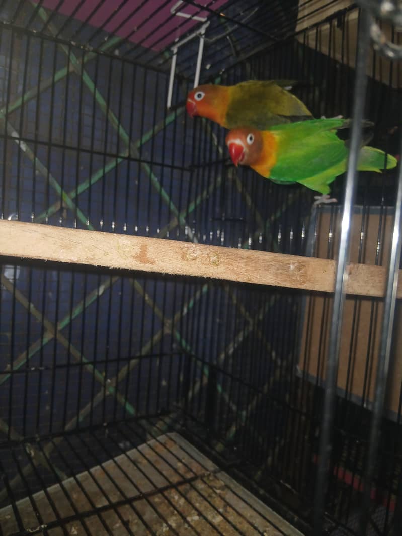 Love bird for sale in lahore , budgies for sale in lahore 6