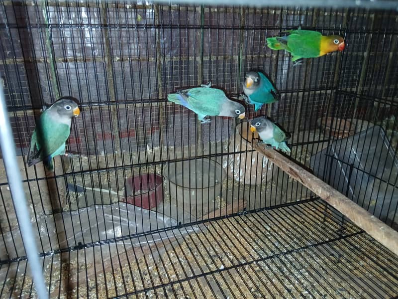 Love bird for sale in lahore , budgies for sale in lahore 7