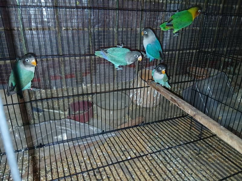 Love bird for sale in lahore , budgies for sale in lahore 8