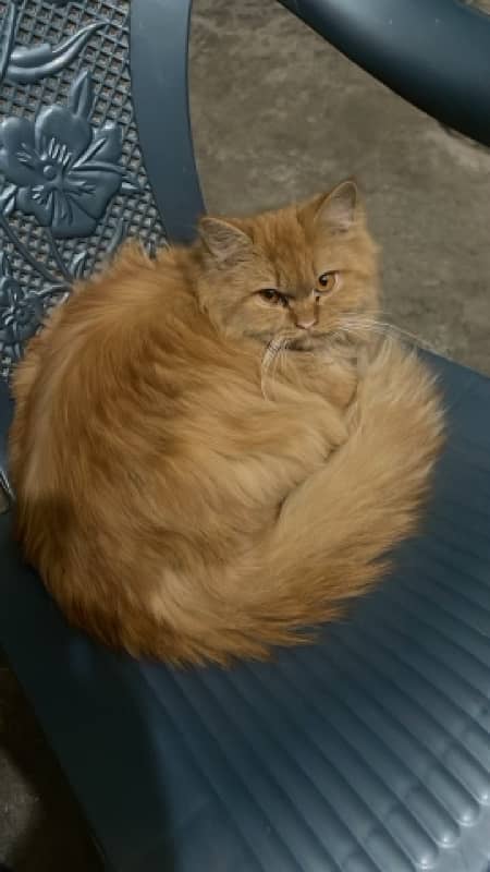 persian cat 0