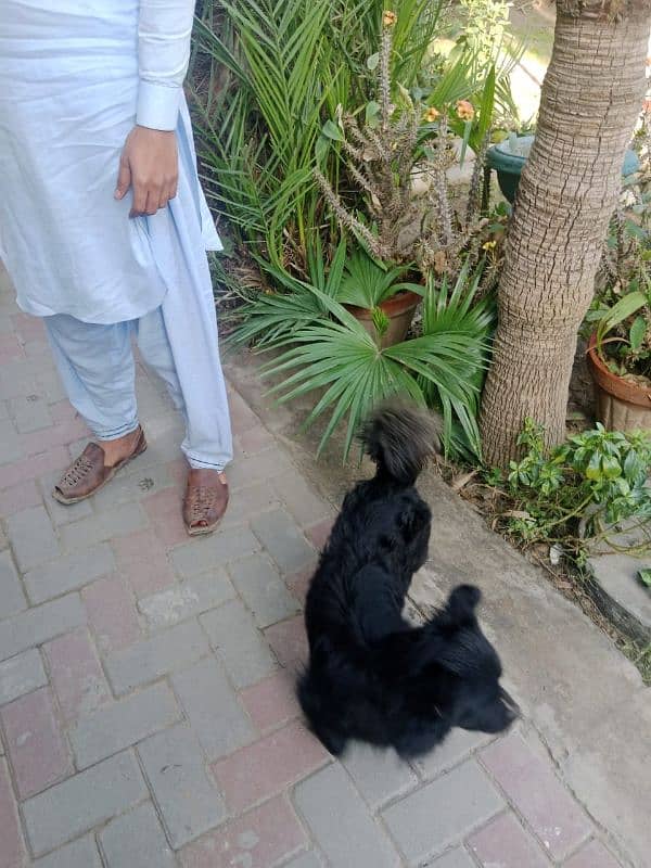 black German Shepherd koi bemari ni all ok 30000 only 0