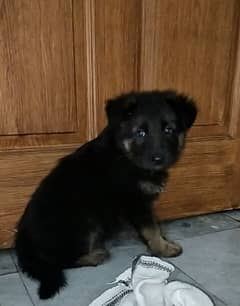 German Shepherd puppies are available for sale