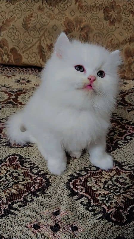 Persian kitten/ odd eyes kitten/ long coat kitten/ semi punch kitten 1